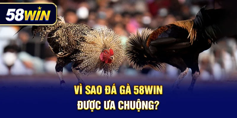 Trải nghiệm cá cược đá gà tiện lợi, rõ ràng và đáng tin cậy
