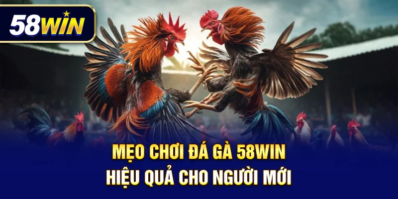 Hướng dẫn cách cược đá gà thông minh – giảm rủi ro, tăng cơ hội thắng