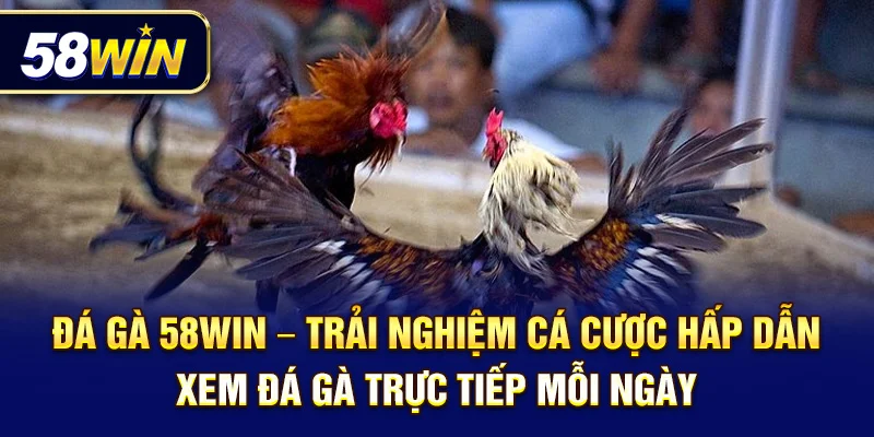 Đá gà 58Win – Trải nghiệm cá cược hấp dẫn, xem đá gà trực tiếp mỗi ngày